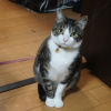 迷子猫の画像