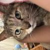 迷子猫の画像