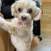 迷子犬の画像
