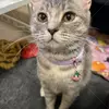 迷子猫の画像