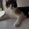 迷子猫の画像