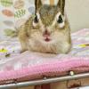 迷子ペットの画像