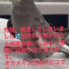 迷子鳥の画像