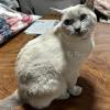 迷子猫の画像