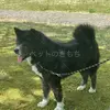 迷子犬の画像
