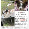 迷子犬の画像