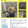 迷子犬の画像