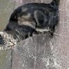 保護猫の画像