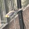 保護鳥の画像