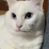 迷子猫の画像