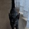 迷子猫の画像