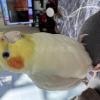 迷子鳥の画像