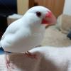 保護鳥の画像