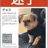 迷子犬の画像