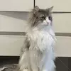 迷子猫の画像