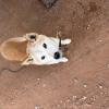 迷子犬の画像