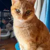 迷子猫の画像
