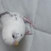 迷子鳥の画像