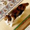 迷子猫の画像