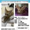 迷子ペットの画像