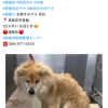 迷子犬の画像