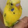 迷子鳥の画像