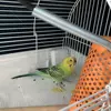 保護鳥の画像