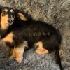迷子犬の画像