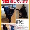 迷子猫の画像