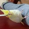 迷子鳥の画像
