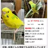 迷子鳥の画像