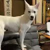 迷子犬の画像