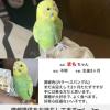 迷子鳥の画像