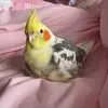 迷子鳥の画像