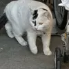 保護猫の画像