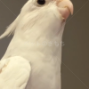 迷子鳥の画像