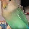 迷子鳥の画像