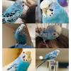 迷子鳥の画像