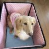 迷子犬の画像