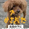 迷子犬の画像