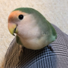 迷子鳥の画像