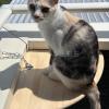 迷子猫の画像