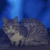 迷子猫の画像
