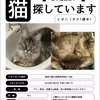 迷子猫の画像