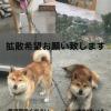 迷子犬の画像