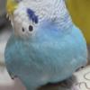 迷子鳥の画像