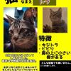 迷子猫の画像