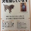 迷子犬の画像