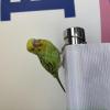 保護鳥の画像