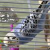迷子鳥の画像